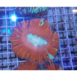 Trachyphyllia